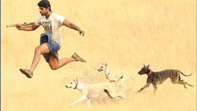 'பரியேறும் பெருமாள் - நாய், கர்ணன் - கழுதை, மாமன்னன் - பண்ணி' - மாரி செல்வராஜ் படங்களில் விலங்குகள் வருவது ஏன் ?