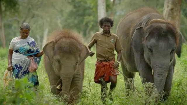 பணத்தை வாங்கி ஏமாத்திட்டாங்க - ஆஸ்கர் வென்ற The Elephant Whisperers இயக்குநர் மீது பொம்மன் - பெள்ளி தம்பதி குற்றச்சாட்டு.