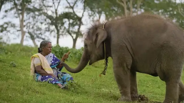 பெத்த புள்ள இறந்தப்ப கூட நான் யான குட்டிய விட்டு போகல - ஆஸ்கர் வென்ற தமிழ் ஆவணப் படத்தில் நடித்த பெள்ளி பேட்டி.