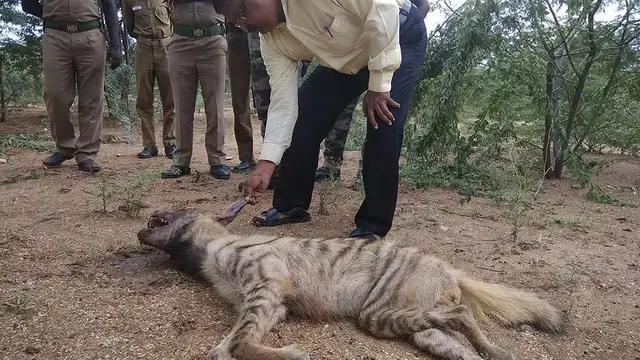 உயிருக்கு போராடிய ஹைனாவை மீட்டு உயிரை காப்பாற்றிய Real பார்த்திபன் - மருத்துவர் அசோகன்
