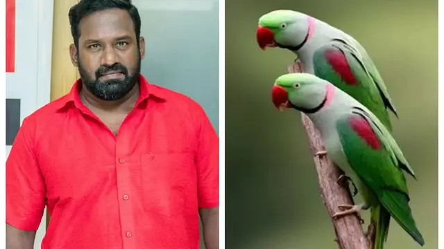 கிப்டாக வந்த கிளிக்கு 2.5 லட்சம் அபராதம் - ரோபோ ஷங்கர் சிக்கலில் சிக்க காரணம் பாலா மற்றும் புகழ் தானா ?