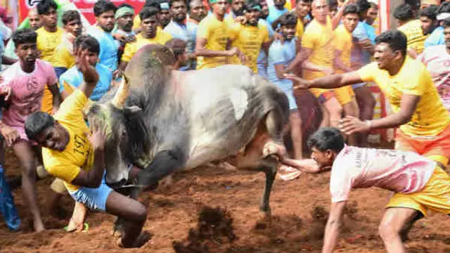 'எங்க காளைய தொட்டு பாரு' - ஜல்லிக்கட்டில் மாஸ் செய்த  'நான் கடவுள்' திருநங்கை கீர்த்தனாவின் காளை.