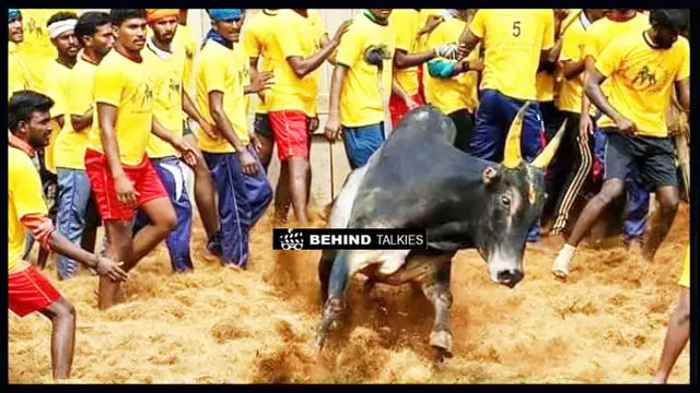 ஜல்லிக்கட்டில் களம் இறங்கிய சூரியின் காளை - வென்றதா ? தோற்றதா ? இதோ வீடியோ.